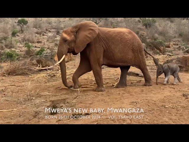 Ex-orphan Mweya's New Baby, Mwangaza | Sheldrick Trust