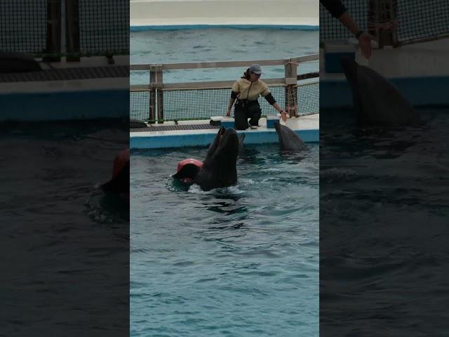 海豚表演沖繩美麗華水族館20250203 #dolphin #okinawa 沖縄美ら海水族館／おきなわちゅらうみすいぞくかん Okinawa churaumi suizokukan