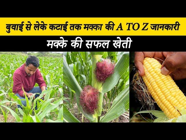 मक्का की खेती मे बंपर उत्पादन के लिये ये Successful फॉर्मुला  | A to Z Corn Farming | #indianfarmer