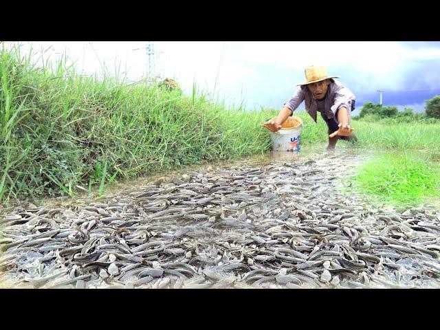 Top 4 Best Hand Fishing Video By Mr tonjay Fishing Unique Catching A Lot Fishes After Water Receded