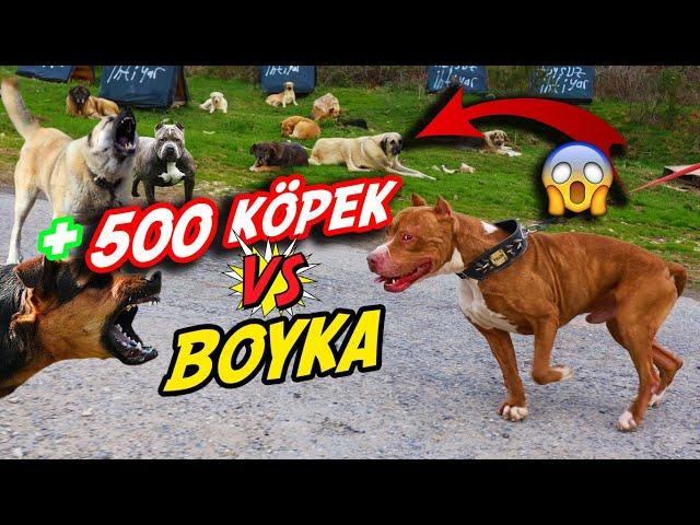 BOYKA İLE 500 KÖPEĞİN ARASINDAN GEÇMEK!?? 