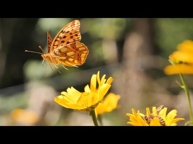 Virtual Walk through Summer Fields of Flowers, Butterflies,... ( only Nature Sounds)