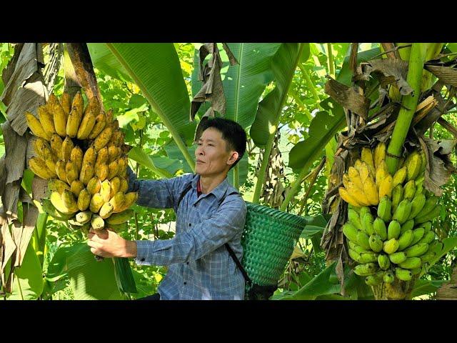 Harvest Banana Goes To Market Sell - Building a New Life | Solo Survival