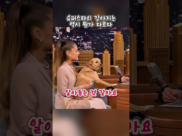 아리아나 그란데의 슈퍼스타 강아지! #arianagrande #puppy #talkshow