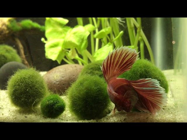 Betta playing in marimo moss balls