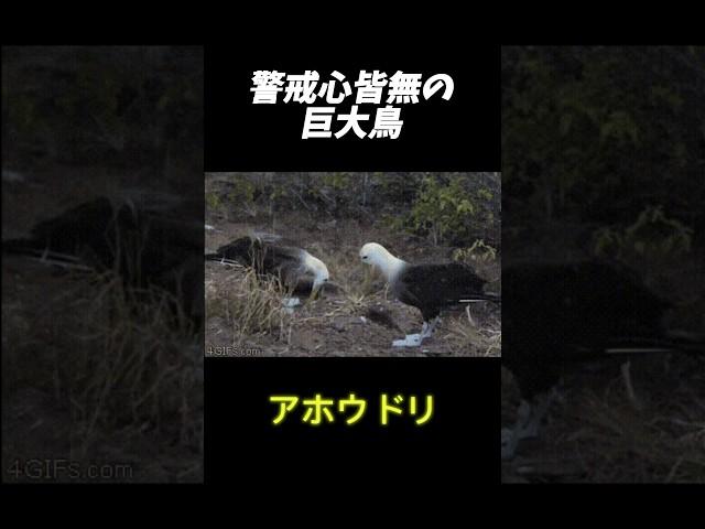 警戒心皆無の巨大鳥「アホウドリ」#shorts #shortvideo #絶滅危惧種 #動物 #雑学 #animals