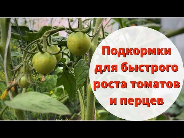 Чем подкормить томаты и перцы. Эффективная органическая подкормка для быстрого роста и плодоношения