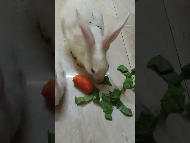 Cute bunny  s#trending #shorts #bunny #2024#rabbits #animals #viralshorts #video