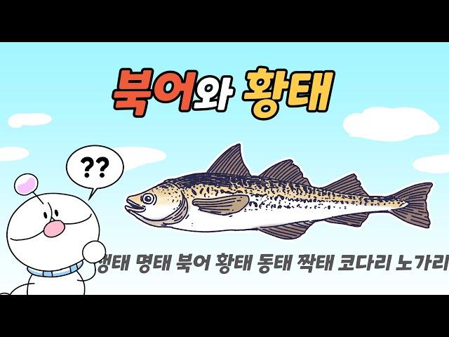 북어와 황태, 무엇이 다를까? | 명태 짝태 노가리