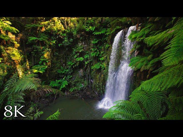 Australian Rainforest Relaxation in 8K | 1HR Ambient Nature Relaxation™ Film with Music