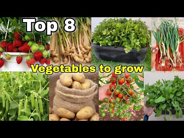 Top 8 vegetables we can grow at home / Garden || The one page [English cc]