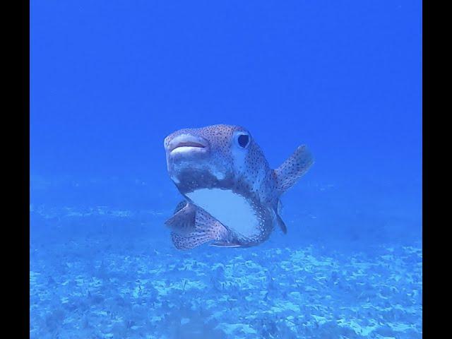 Scuba Club Cozumel Shore Dive 12-31-2021