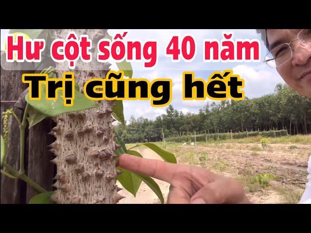 Hư cột sống 40 năm, trị cũng hết. PHAN HẢI Channel