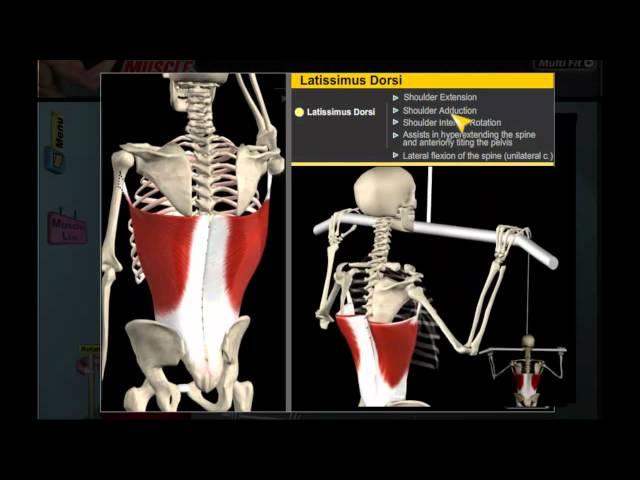 Muscle and Motion - Demo
