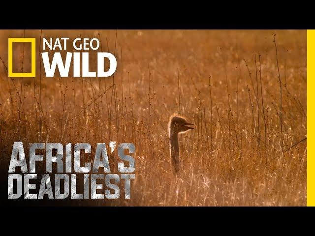 The Ostrich's Anti-Predator Tactics | Africa's Deadliest