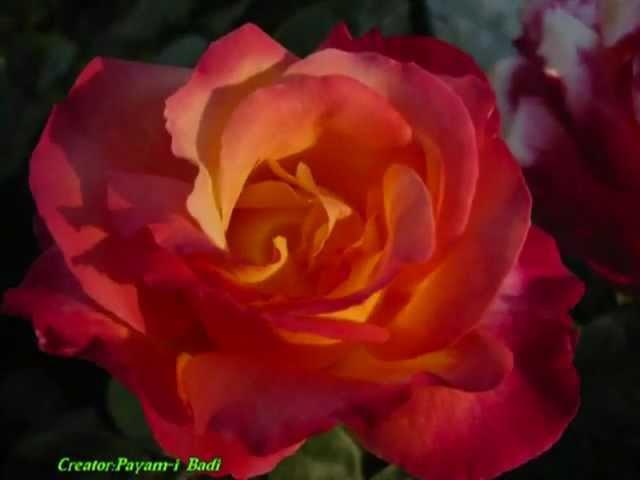 Selections from the writhings Bahai Faith.