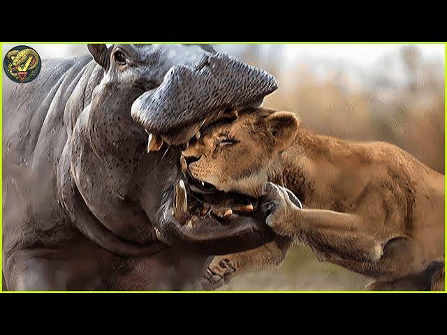 When Lion Picked a Fight with the Wrong Hippo and Instantly Regretted It | Animal Fighting