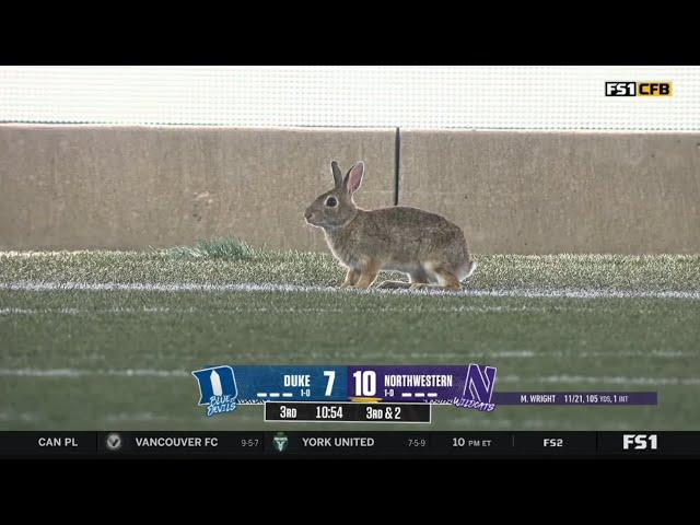 rabbit runs on field during college football game and mascot chases it off