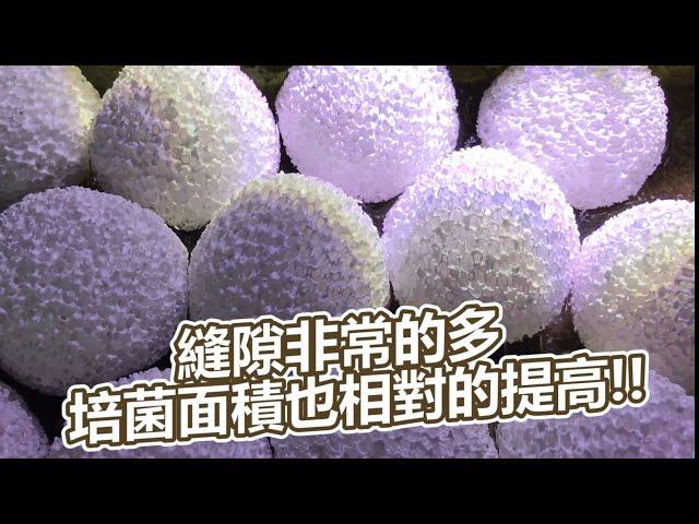 RIO最新多孔培菌濾材與2尺三層上部過濾器