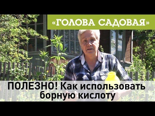 Голова садовая - ПОЛЕЗНО! Как использовать борную кислоту