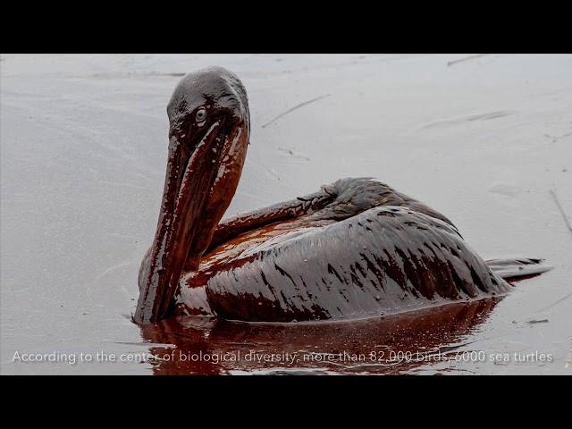 Impacts of Oil Spills- A Marine Conservation Documentary