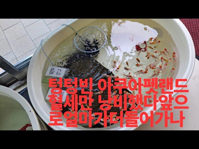 텅텅빈 거북섬 아쿠아펫랜드,혈세만 버렸다.국내 최초 관상어 클러스트 2년 이상 방치 ᆢ