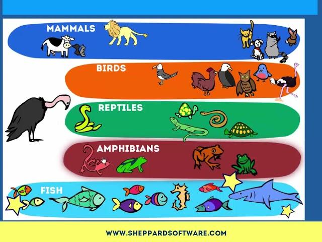 Animal Classification Game - Early Science Game - Identify Mammals, Reptiles, Birds and more!