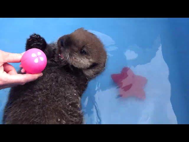 Orphaned Sea Otter Pup Joey and his Jellyfish Toy (or not)