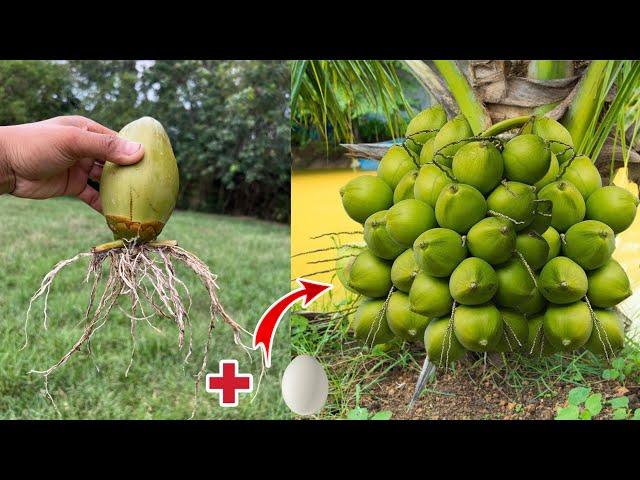 How to propagate coconut with banana to get many fruits in a short time-How to grow a coconut tree