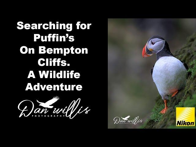 Searching for Puffins on Bempton Cliffs. A Wildlife Adventure