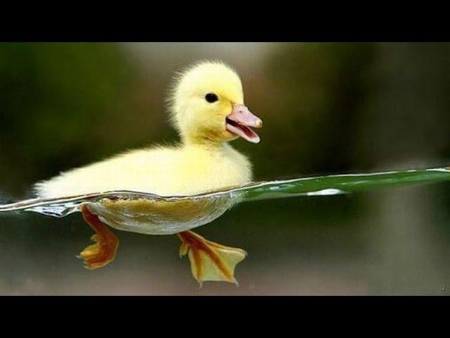 Cute Ducklings Swimming  In The Pool