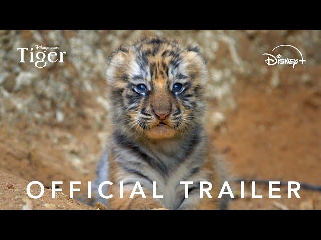 Disneynature's Tiger | Official Trailer