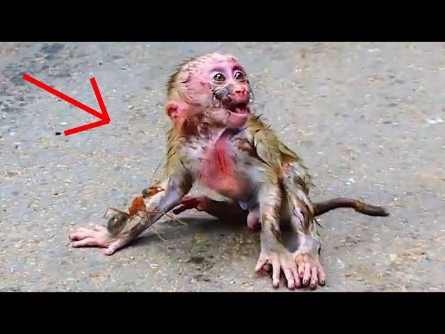 ohGod..! Cute Monkey. What Happened Baby..? | Nice Clip Baby Monkey | TOP TV Monkeys