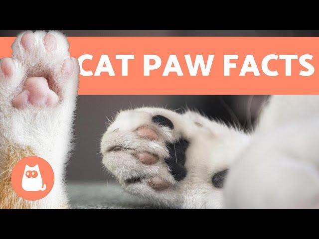 10 FUN FACTS About CAT PAWS  Find Out More!