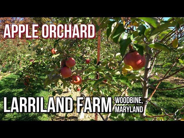 Apple Picking Before the Fruit Season Ends | LARRILAND FARM | Woodbine, Maryland