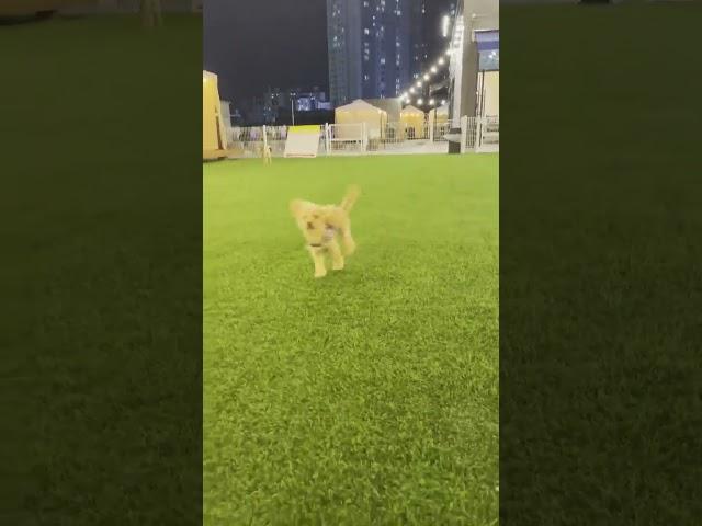 신난아기강!아지홍시                                     #강아지 #cute #도그빌