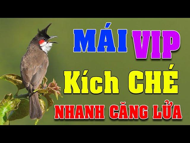 CHÀO MÀO MÁI KÍCH TRỐNG CĂNG LỬA  - CÁCH KÍCH LỬA CHÀO MÀO SỔ BỌNG HÓT CHÉ #chàomàohót