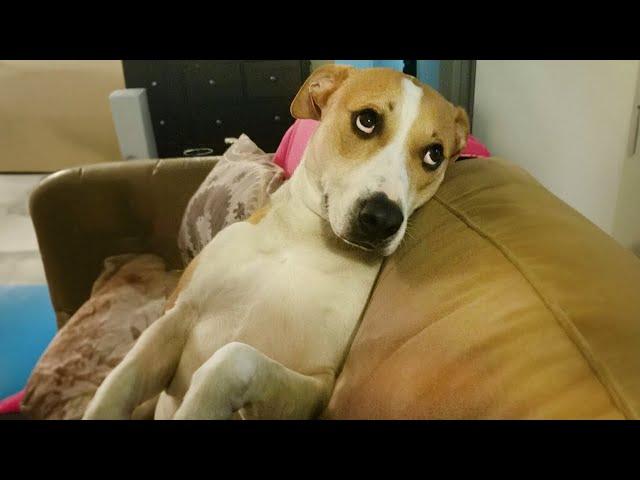 FUNNIEST Dog and Cat Videos You'll Ever See 