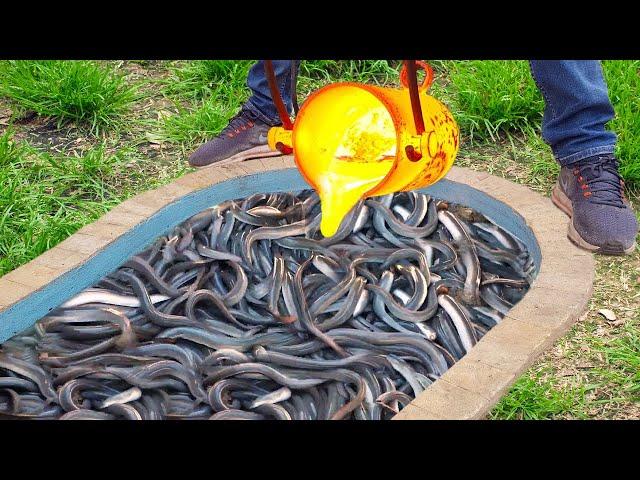 Experiment: LAVA vs ELECTRIC EELS in Pool