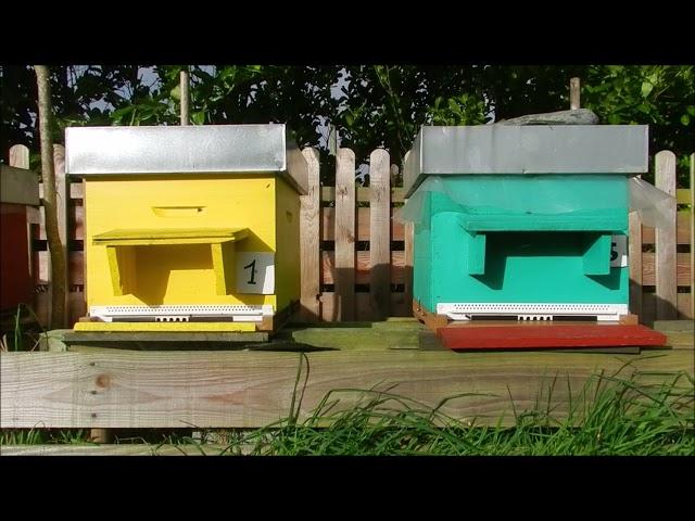 Débuter une Apiculture amateur 2023 combien ça coute qu'elles abeilles choisir ce qu'il faut savoir