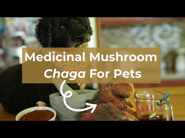 Unlocking the Healing Power of Chaga: 5 Benefits for Dogs and Cats