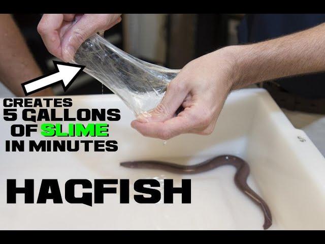 10 Hagfish Facts - The Spineless Slime Bucket - Animal a Day H Week