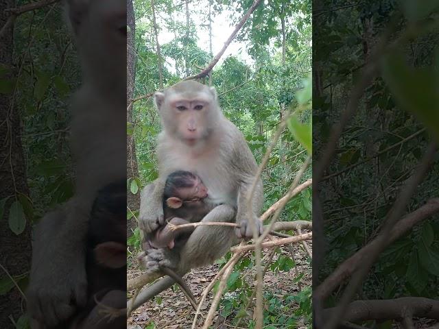 monkey in specs carve act.  #shorts