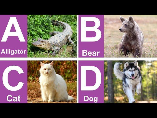 A to Z Alphabet Animals Names | ABC Animals for Kids | Learn the Alphabets | Animals Name In English