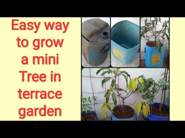 Easy way to plant a mini tree in ur terrace garden/ mango tree in container.