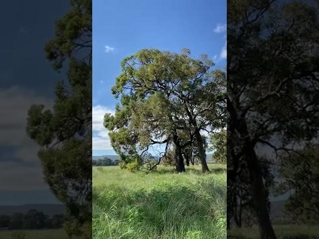 Remnant Native Jarrah and Marri Trees on Lot 9000 Orton Road Byford - LWP The Glades - Cardup Brook