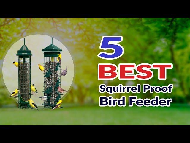 The Best Squirrel Proof Bird Feeder - How To Keep Squirrels Out