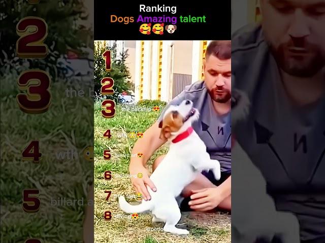Amazing Dog Talents That Will Blow Your Mind! 