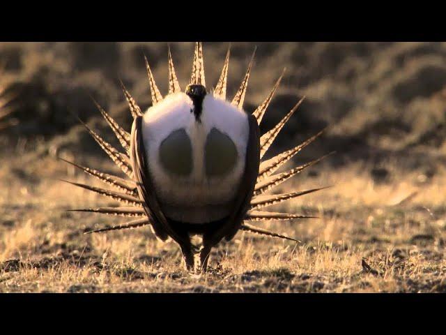 Body-popping sage grouse - Nature's Greatest Dancers - BBC