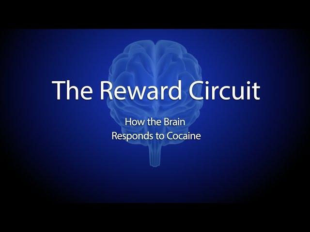 The Reward Circuit: How the Brain Responds to Cocaine